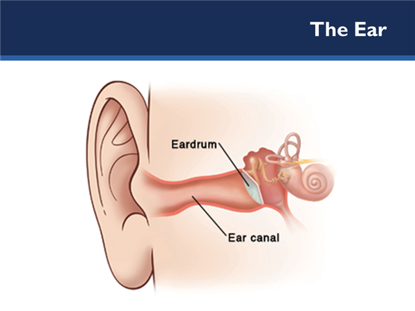 Picture of the ear, eardrum and ear canal